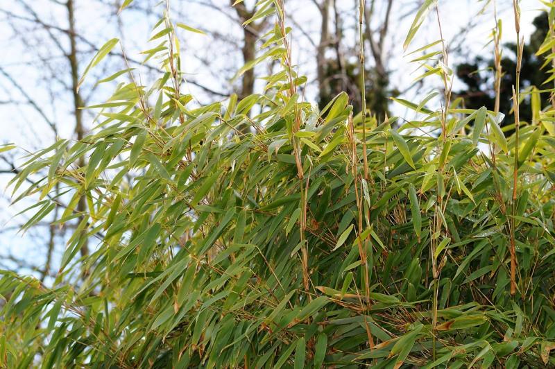 Hierba Vetiver: la solución verde para la conservación del suelo y la fitorremediación