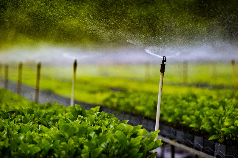 Riego del campo al jardín: eficiencia en el uso del agua en los sistemas agrícolas